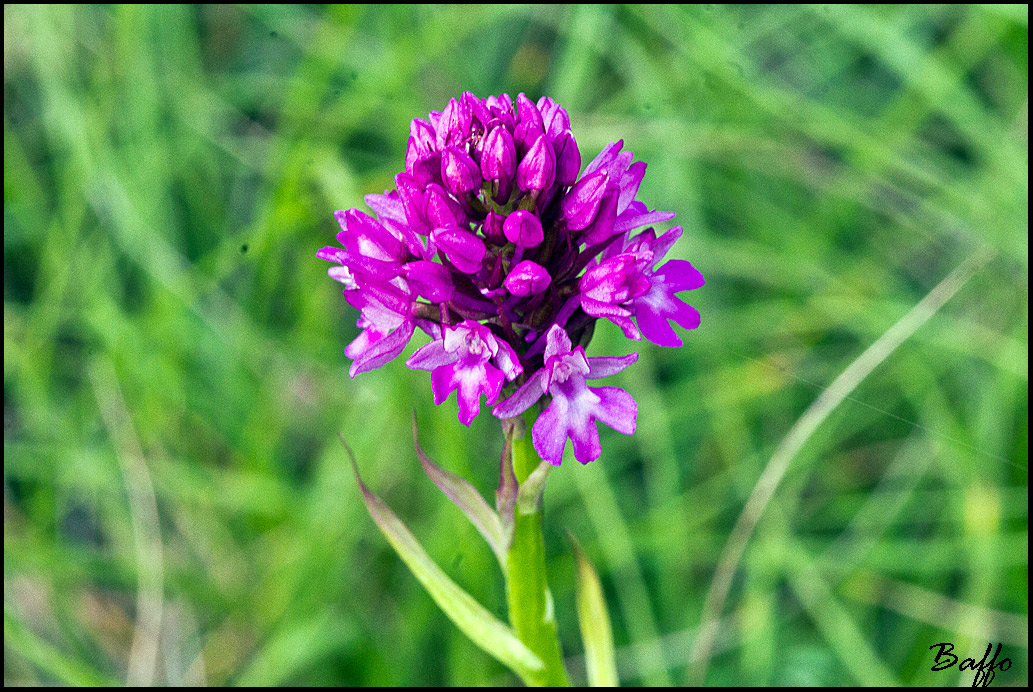 Anacampus pyramidalis ?